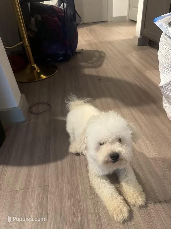 Mellow – Poodle - Toy  puppy for sale in Garland, TX
