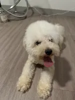 Mellow, a male Poodle - Toy  for sale in Garland, TX – 3 of 6