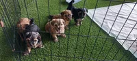 Hoss, a male Yorkipoo for sale in Broken Arrow, OK – 2 of 3