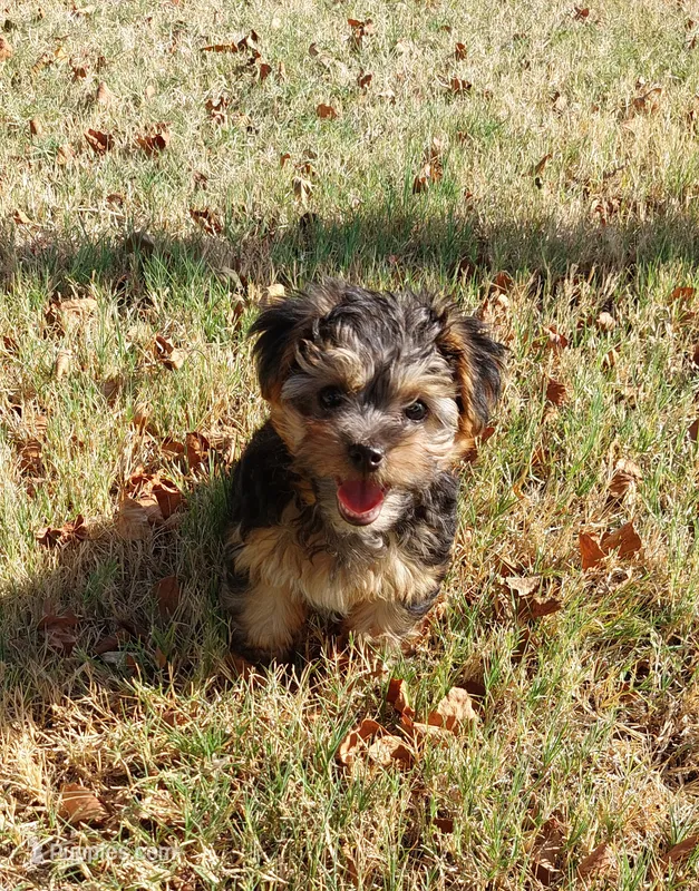 Groucho – Yorkipoo puppy for sale in Broken Arrow, OK