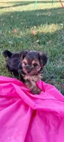 Groucho, a male Yorkipoo for sale in Broken Arrow, OK – 3 of 3