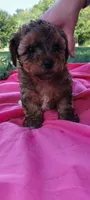 Lamb Chop, a male Yorkipoo for sale in Broken Arrow, OK – 3 of 4