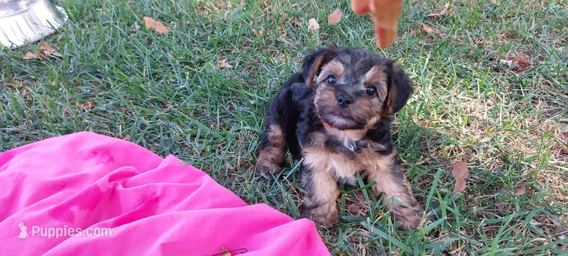 Groucho – Yorkipoo puppy for sale in Broken Arrow, OK