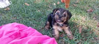 Groucho, a male Yorkipoo for sale in Broken Arrow, OK – 1 of 3