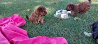 Lamb Chop, a male Yorkipoo for sale in Broken Arrow, OK – 4 of 4