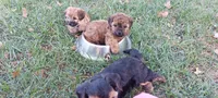 Maggie Waggie , a female Yorkipoo for sale in Broken Arrow, OK – 3 of 4