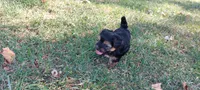 Bandit, a male Yorkipoo for sale in Broken Arrow, OK – 5 of 5