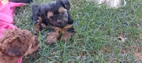 Bandit, a male Yorkipoo for sale in Broken Arrow, OK – 2 of 5