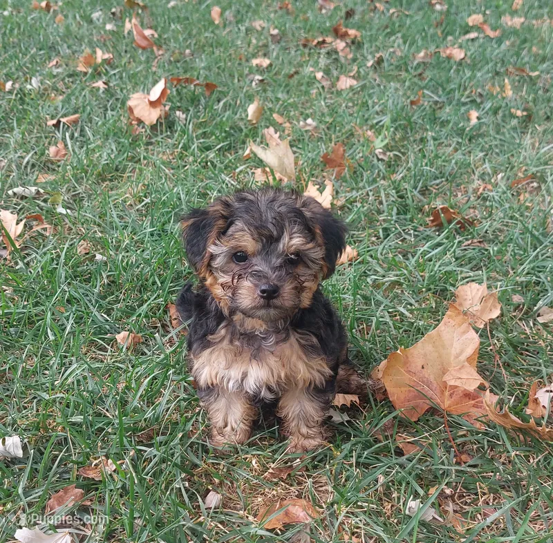 Groucho – Yorkipoo puppy for sale in Broken Arrow, OK
