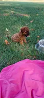 Maggie Waggie , a female Yorkipoo for sale in Broken Arrow, OK – 4 of 4