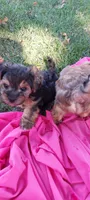 Groucho, a male Yorkipoo for sale in Broken Arrow, OK – 2 of 3