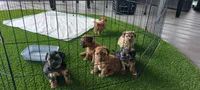Hoss, a male Yorkipoo for sale in Broken Arrow, OK – 3 of 3
