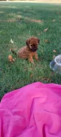 Maggie Waggie , a female Yorkipoo for sale in Broken Arrow, OK – 2 of 4
