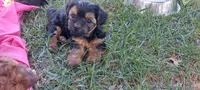 Bandit, a male Yorkipoo for sale in Broken Arrow, OK – 4 of 5