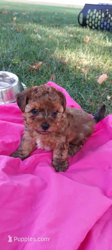 Lamb Chop – Yorkipoo puppy for sale in Broken Arrow, OK