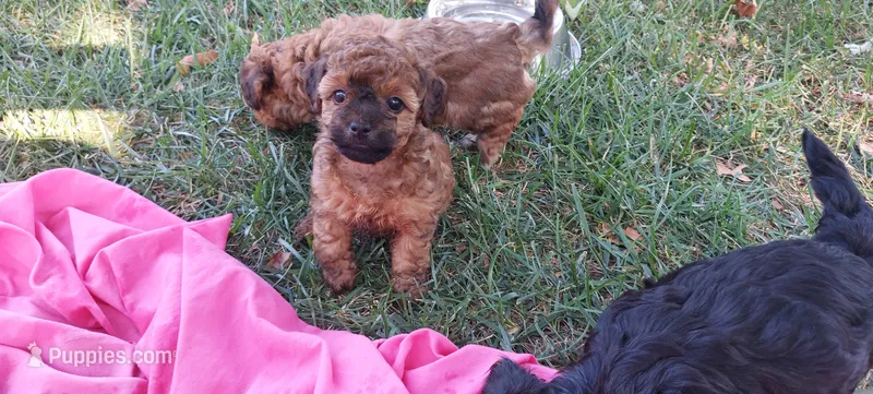 Maggie Waggie  – Yorkipoo puppy for sale in Broken Arrow, OK