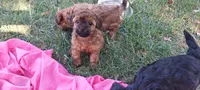 Maggie Waggie , a female Yorkipoo for sale in Broken Arrow, OK – 1 of 4