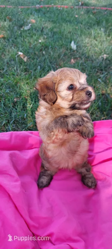 Hoss – Yorkipoo puppy for sale in Broken Arrow, OK