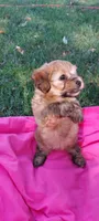 Hoss, a male Yorkipoo for sale in Broken Arrow, OK – 1 of 3