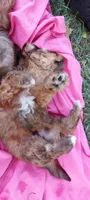 Lamb Chop, a male Yorkipoo for sale in Broken Arrow, OK – 2 of 4