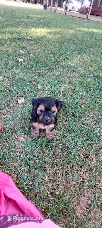 Bandit – Yorkipoo puppy for sale in Broken Arrow, OK