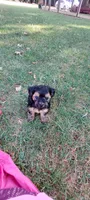 Bandit, a male Yorkipoo for sale in Broken Arrow, OK – 1 of 5