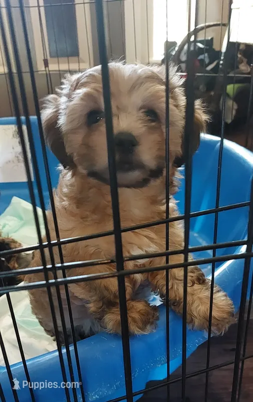 Hoss – Yorkipoo puppy for sale in Broken Arrow, OK