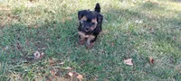 Bandit, a male Yorkipoo for sale in Broken Arrow, OK – 3 of 5