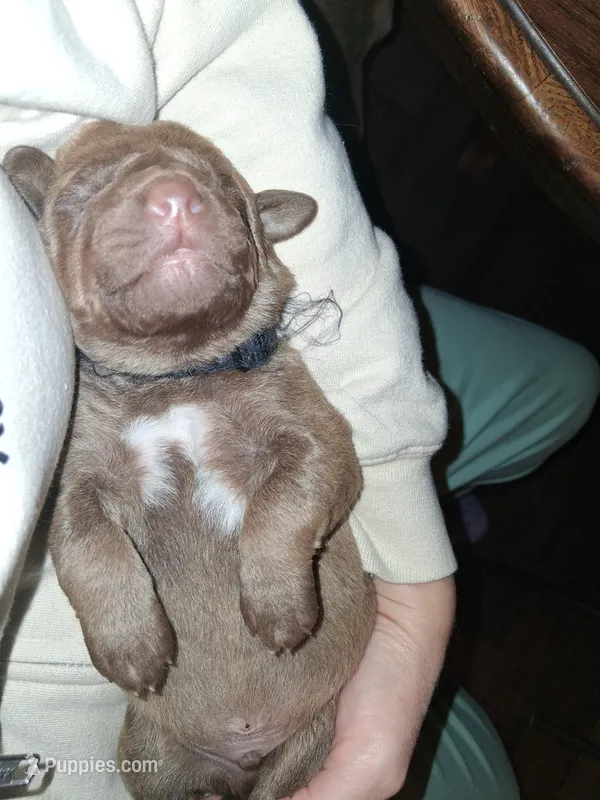 Black – Chesapeake Bay Retriever puppy for sale in Deforest, WI