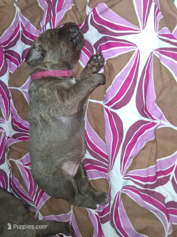 Pink – Chesapeake Bay Retriever puppy for sale in Deforest, WI