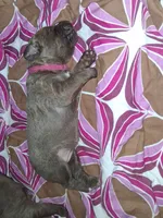 Pink, a female Chesapeake Bay Retriever for sale in Deforest, WI – 1 of 1