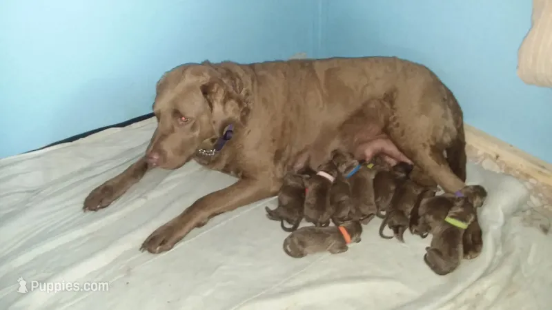 Green – Chesapeake Bay Retriever puppy for sale in Deforest, WI
