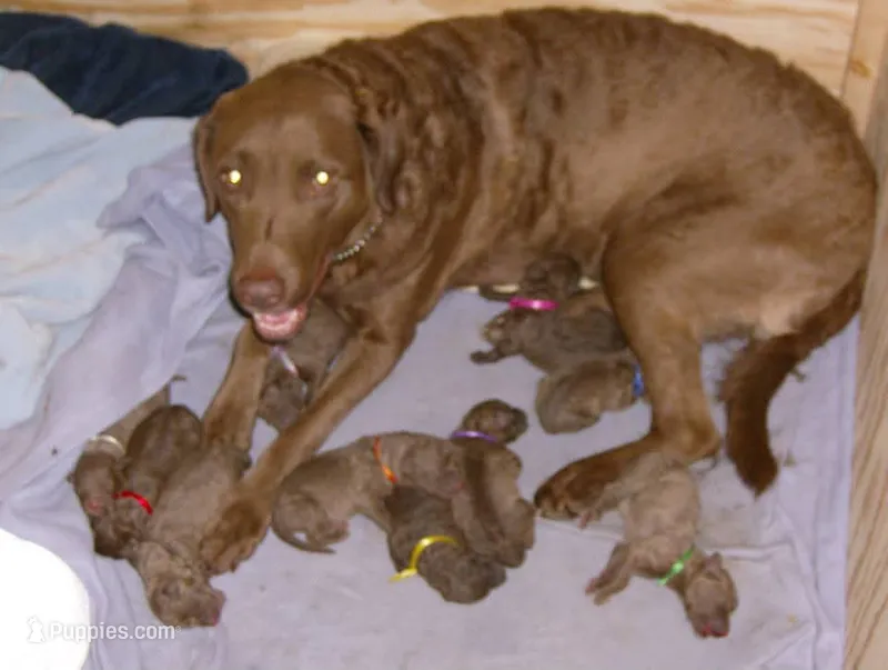Pink – Chesapeake Bay Retriever puppy for sale in Deforest, WI