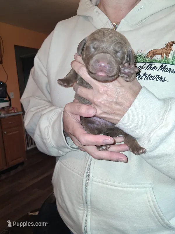 Blue – Chesapeake Bay Retriever puppy for sale in Deforest, WI