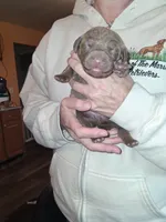 Blue, a male Chesapeake Bay Retriever for sale in Deforest, WI – 1 of 1