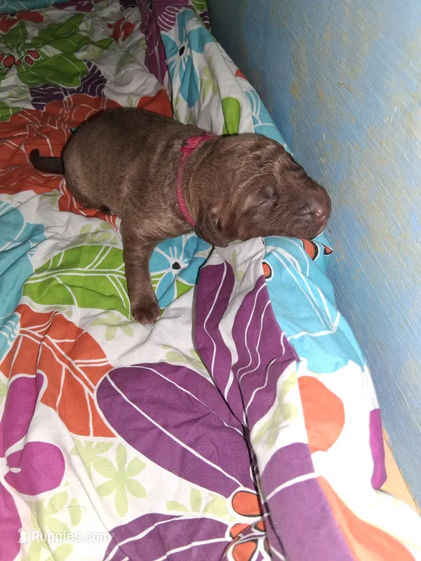 Pink – Chesapeake Bay Retriever puppy for sale in Deforest, WI