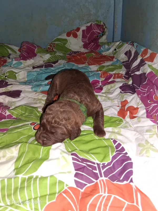 Green – Chesapeake Bay Retriever puppy for sale in Deforest, WI
