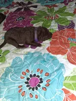Purple , a female Chesapeake Bay Retriever for sale in Deforest, WI – 1 of 1