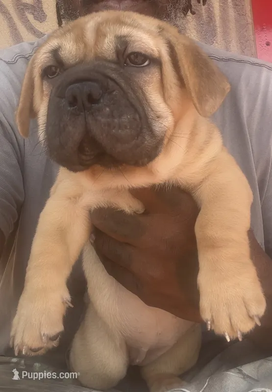 Sky (By Linx Dogos GUD DOG: SKYLACKING) – Miniature Shar-Pei puppy for sale in Miami, FL