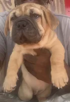 Sky (By Linx Dogos GUD DOG: SKYLACKING), a female Miniature Shar-Pei for sale in Miami, FL – 1 of 1