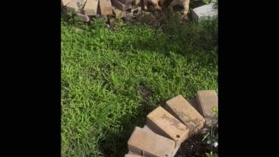 Princess (By Linx Dogos GUD DOG Princess Leopold) , a female Miniature Shar-Pei for sale in Miami, FL – 2 of 2