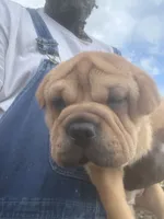 Fooly  (By Linx Dogos GUD DOG: FOOLISHNESS , a female Miniature Shar-Pei for sale in Opa Locka, FL – 5 of 5