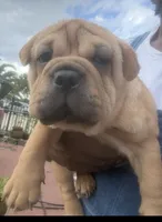 Fooly  (By Linx Dogos GUD DOG: FOOLISHNESS , a female Miniature Shar-Pei for sale in Opa Locka, FL – 3 of 5