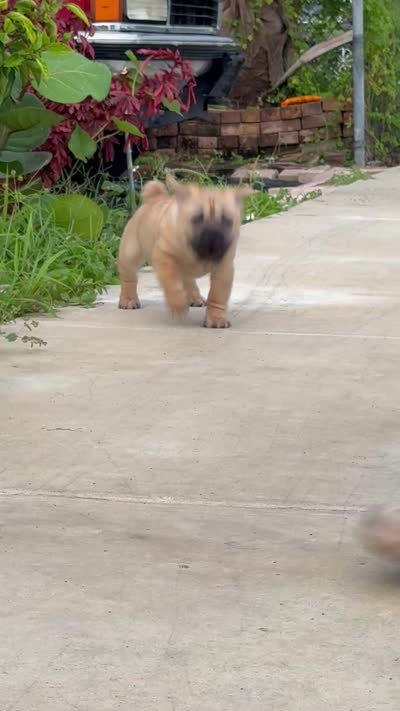 Princess (By Linx Dogos GUD DOG Princess Leopold) , a female Miniature Shar-Pei for sale in Opa Locka, FL – 2 of 3