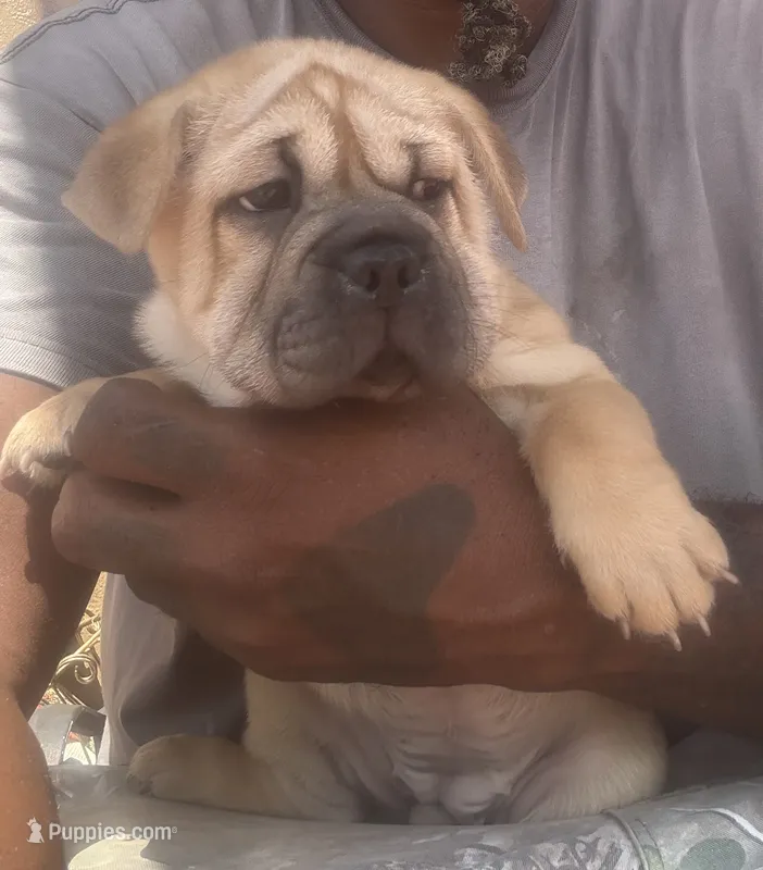 By Linx Dogos GUD DOG Princess Leopoldo  – Miniature Shar-Pei puppy for sale in Miami, FL