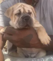 By Linx Dogos GUD DOG Princess Leopoldo , a female Miniature Shar-Pei for sale in Miami, FL – 1 of 1