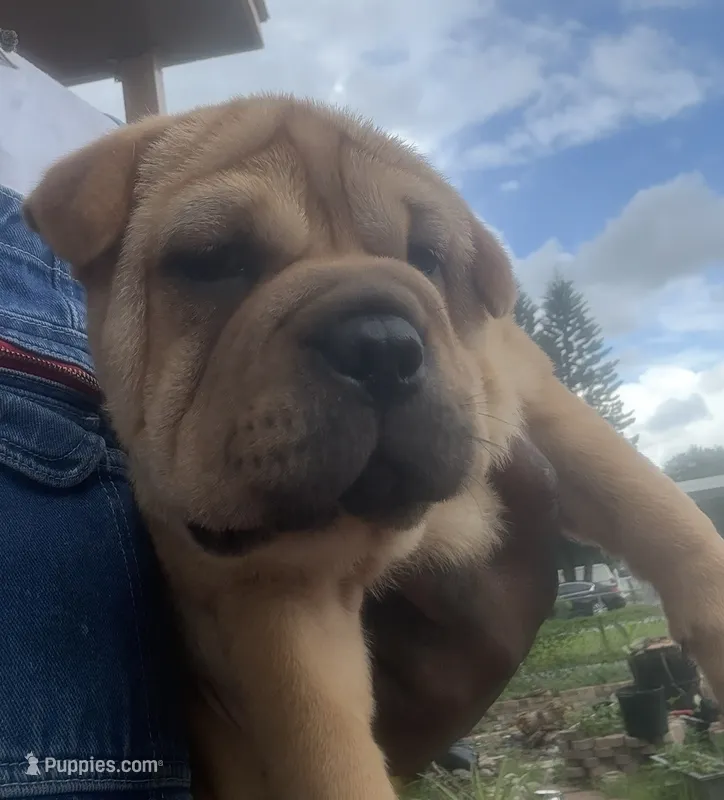 Fooly  (By Linx Dogos GUD DOG: FOOLISHNESS  – Miniature Shar-Pei puppy for sale in Opa Locka, FL