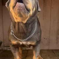 Gully Wash, a male Miniature Shar-Pei for sale in Miami, FL – 6 of 6