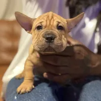 Gully Wash, a male Miniature Shar-Pei for sale in Miami, FL – 4 of 6
