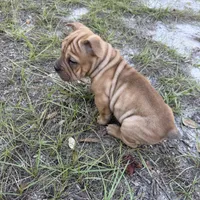 Gully Wash, a male Miniature Shar-Pei for sale in Miami, FL – 3 of 6